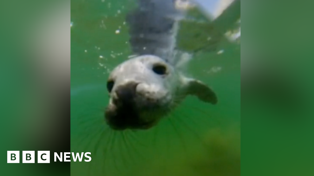 'Brilliant' up close seal swim thrills surfer in Pembrokeshire