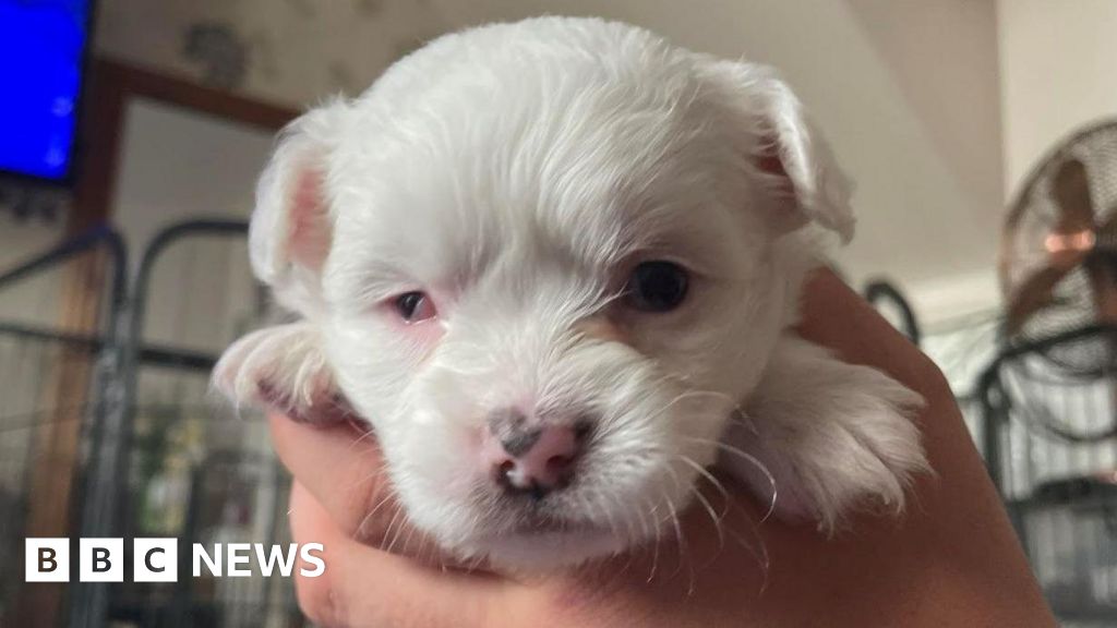 RSPCA puppy ‘adorable’ Essex in ‘unusual condition’ finds new home