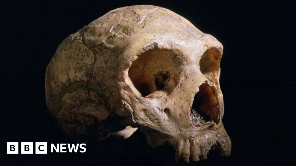 Neanderthal genes could explain the shape of our skulls, study