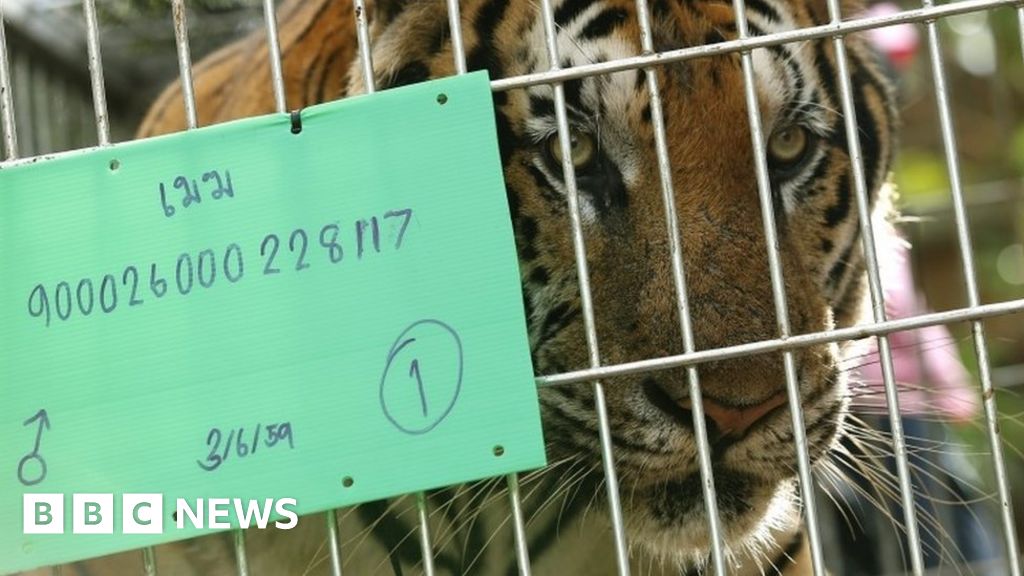 Thai 'Tiger Temple' monks caught fleeing with tiger skins and fangs,  officials say 