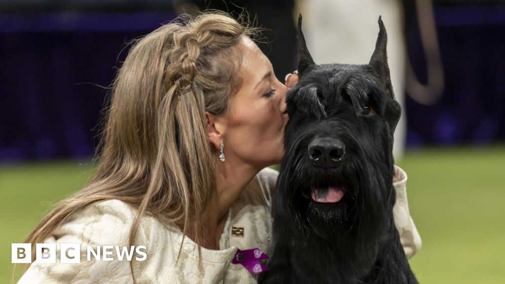 Moment giant schnauzer wins Westminster Kennel Club dog show