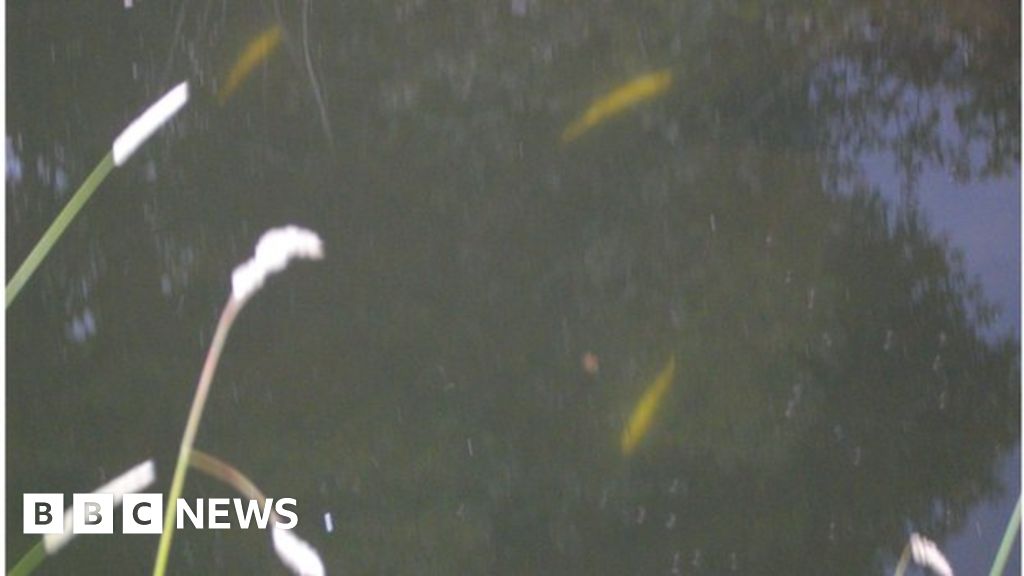 River Enler fish kill Up to 300 dead trout found BBC News