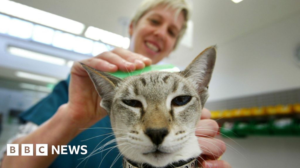 Restrict sale of pet flea treatments, government urged