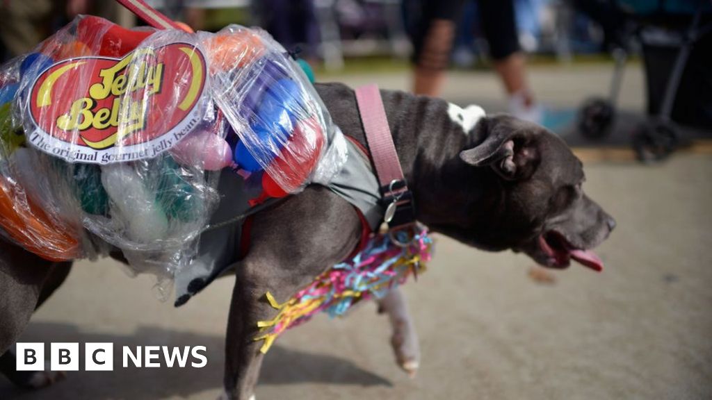 Halloween: Pet owners warned against dressing up animals