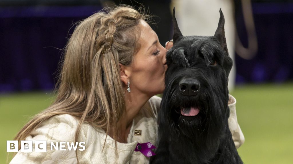 Monty the Giant Schnauzer menang terbaik di acara