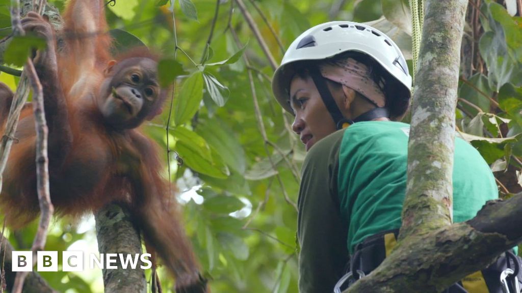 Meet the baby orangutans learning to climb trees