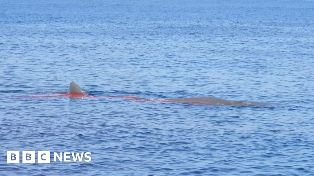 Sperm whale killed by ship in Strait of Gibraltar