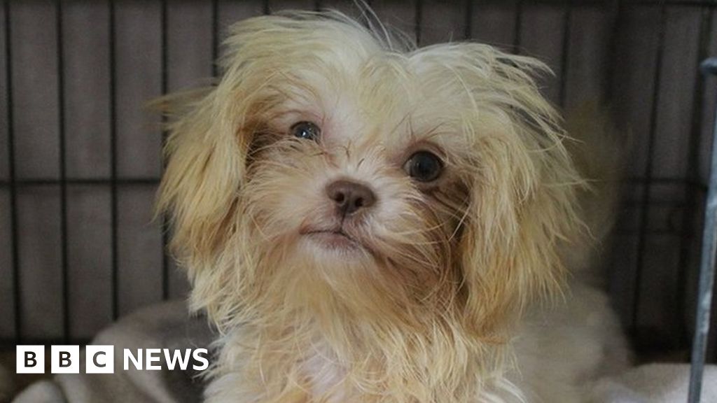 New year mission to rehome rescued shih-tzus