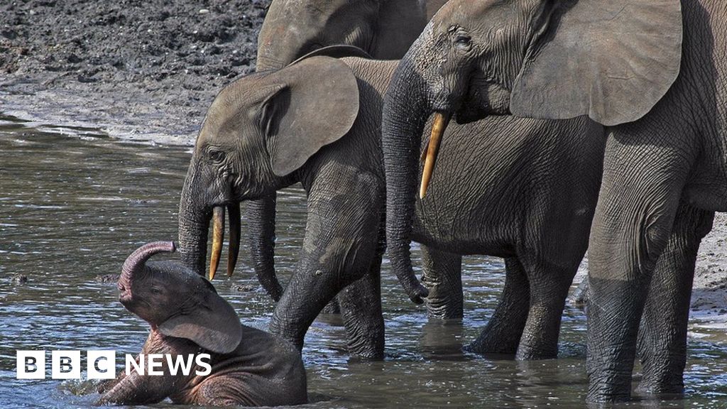 Slow birth rate found in African forest elephants - BBC News