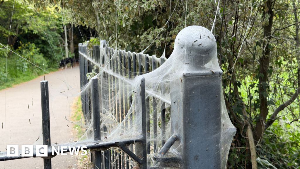 'Alarming-looking' caterpillar webs in park 'harmless'