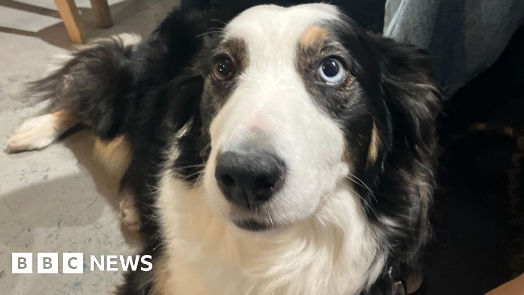 bbc.co.uk - Rebecca Brice - The sheep dog turned life drawing model