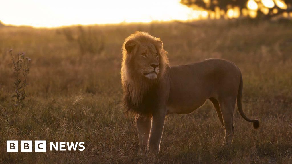 Tragic Fate of 'Blondie': How Trophy Hunting Claims Another Iconic Lion!