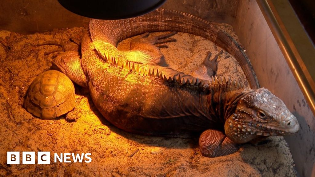 Energy costs force owners to give up their pet reptiles BBC News