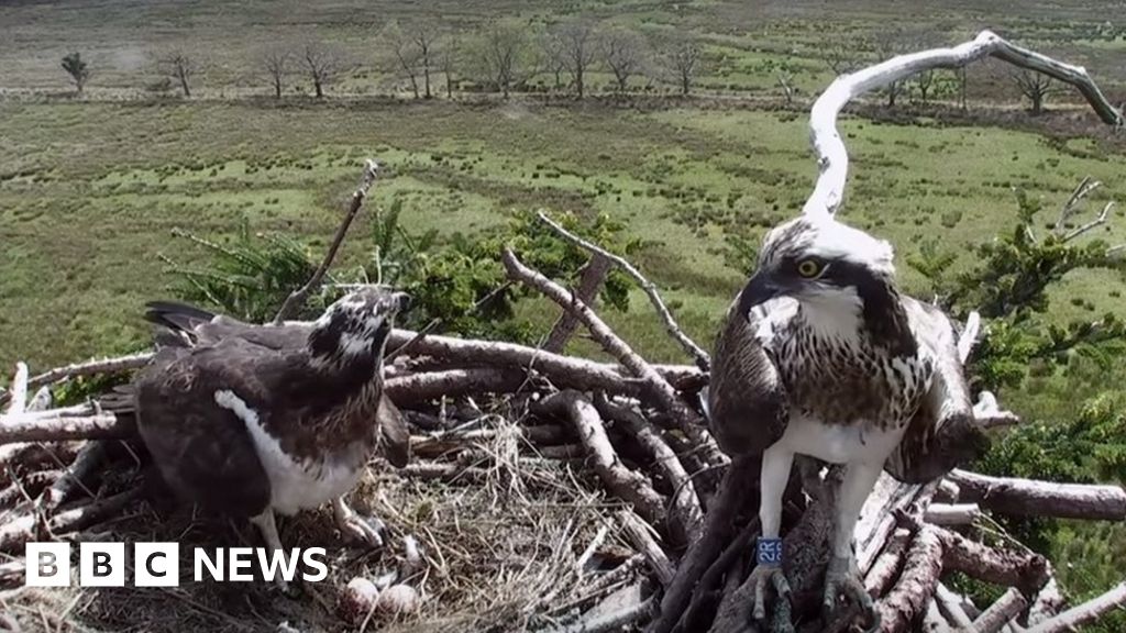 Dyfi Osprey Project sees 'milestone' as bird returns BBC News