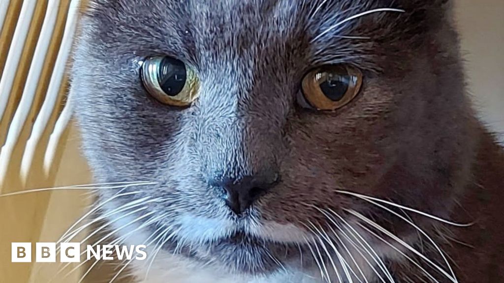 Missing Jersey cat returns home after 12 years - BBC News