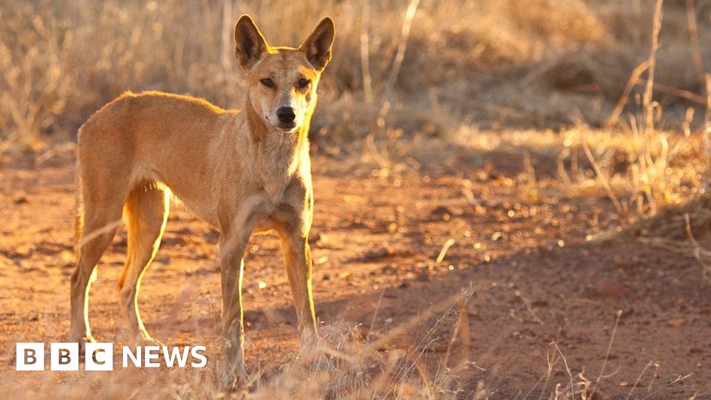 Dingoes attack boy on Fraser Island BBC News