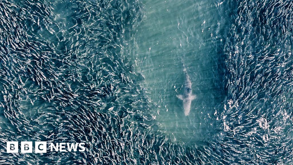 How This Stunning Drone Footage Is Teaching Us About Sharks