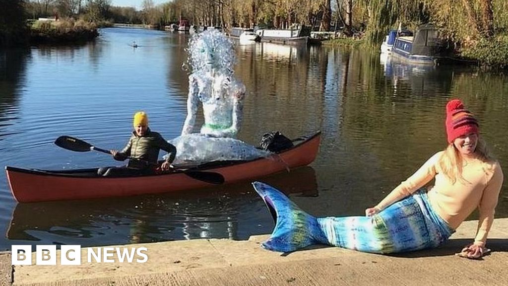 Drowning cow saved by 'mermaid' on 200mile swim BBC News
