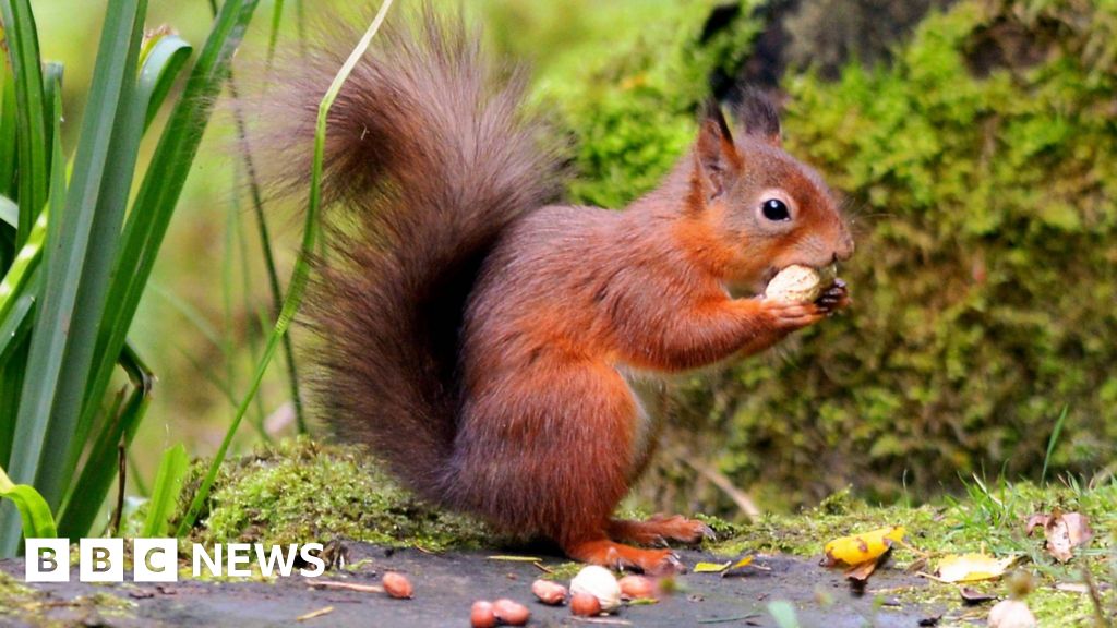 Red Squirrels Boost At National Trusts Wallington Hall Bbc News