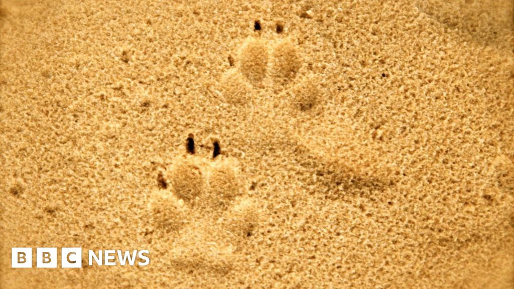 Ban dogs on beaches, says Guernsey wildlife expert BBC News