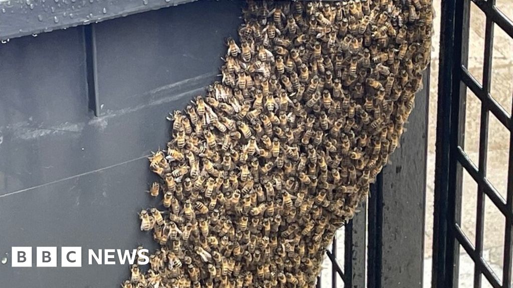 Glasgow city centre bar forced to close by huge bee swarm