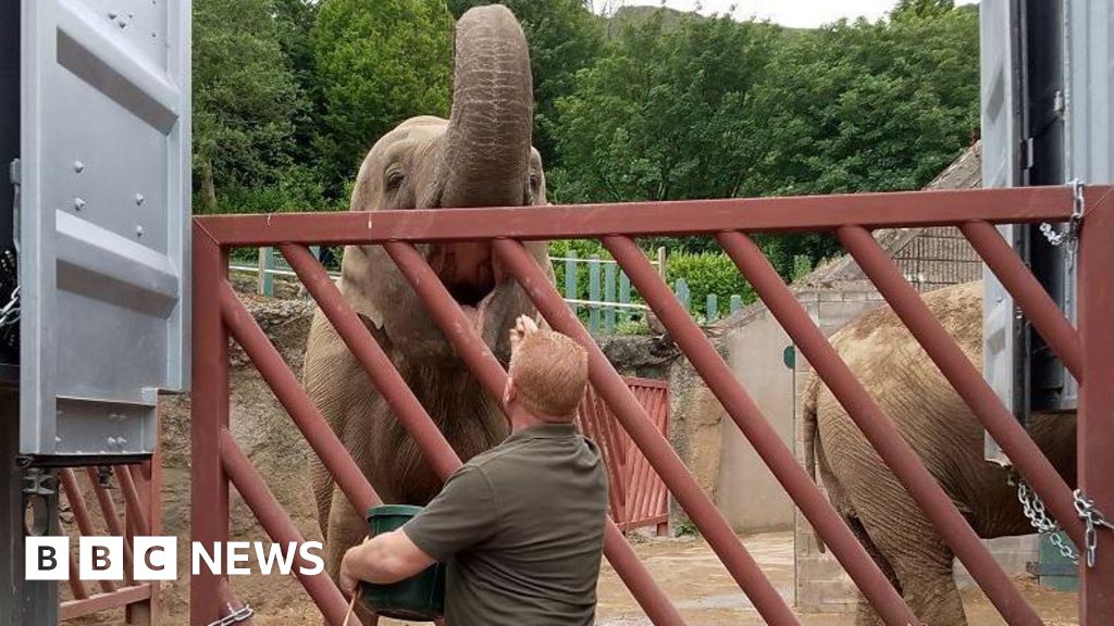 Belfast Zoo's elephants pack their trunks