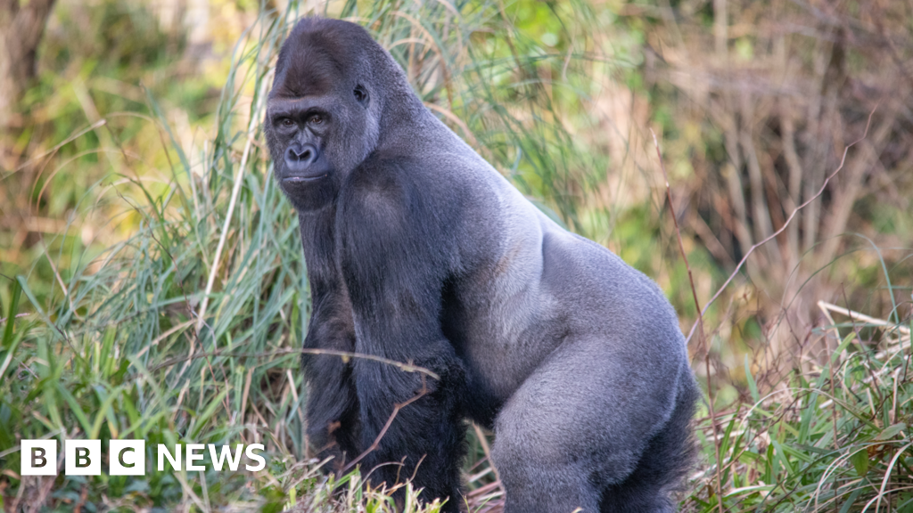 Paignton Zoo announces death of UK’s ‘oldest gorilla’