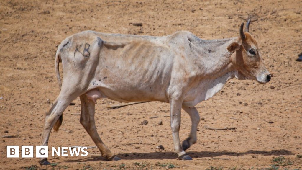 Cattle rustlers kill at least 11 people during ambush in Kenya