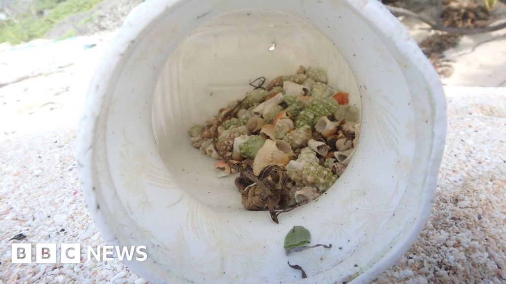 Plastic pollution has killed half a million hermit crabs, study says