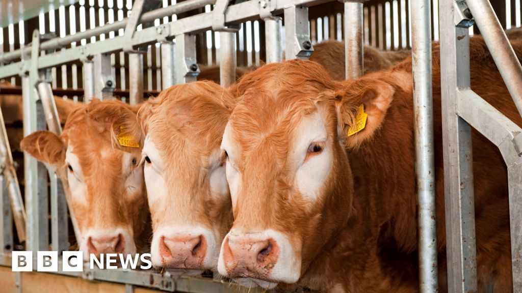 Some financial support for farmers in bluetongue zone