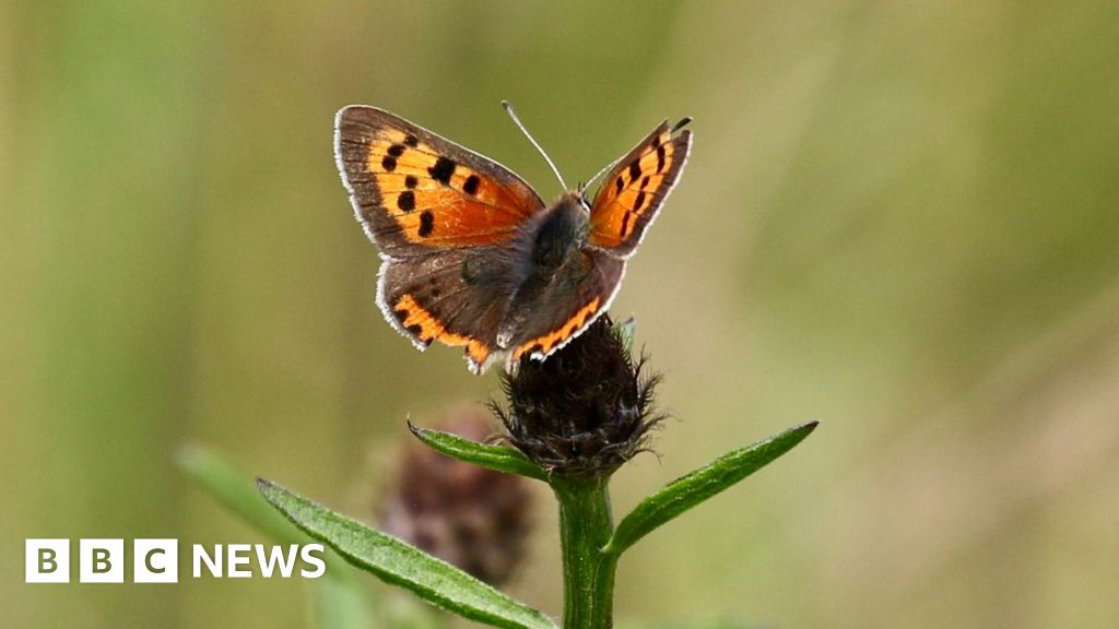 Insect boom for UK after warmest, sunniest spring on record