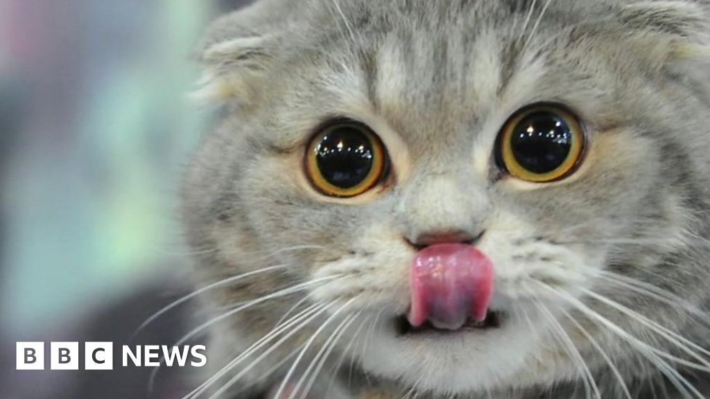 British Veterinary Association slams designer cat breeding BBC News