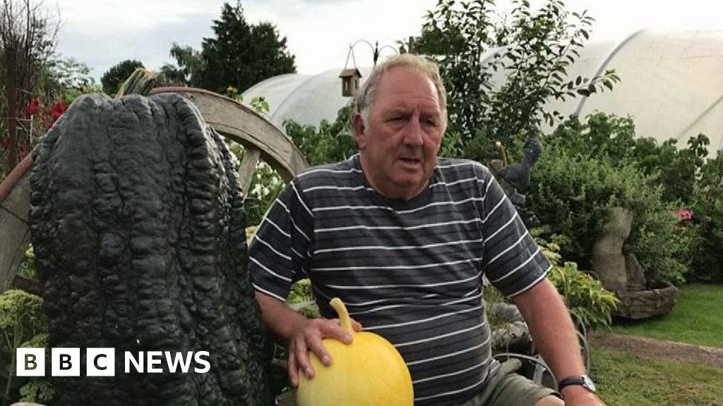 Llanharry vegetable grower's giant marrows and monster pumpkins BBC News
