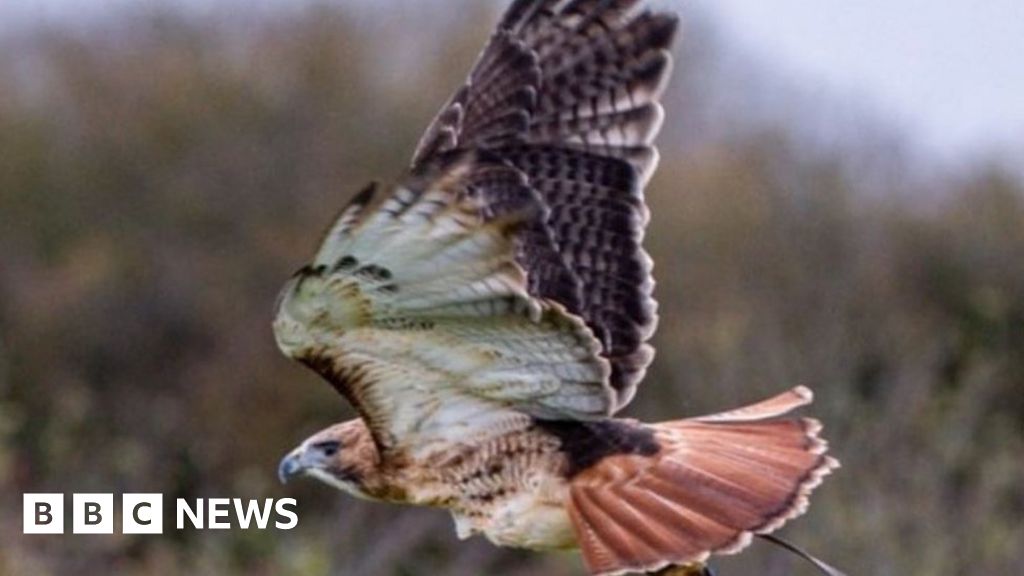 Storm Eunice in Devon: Hawk returns after going missing 