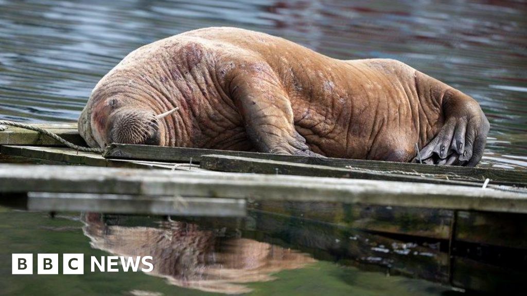 Magnus the wandering walrus swaps Scotland for Norway