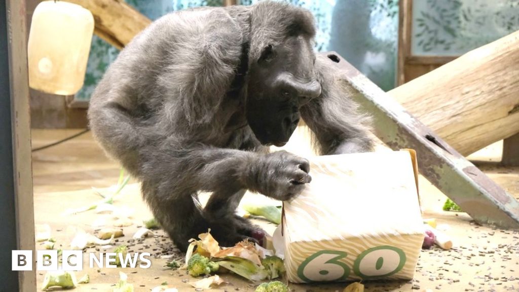 Belfast Zoo: UK's oldest gorilla, Delilah, celebrates 60th birthday