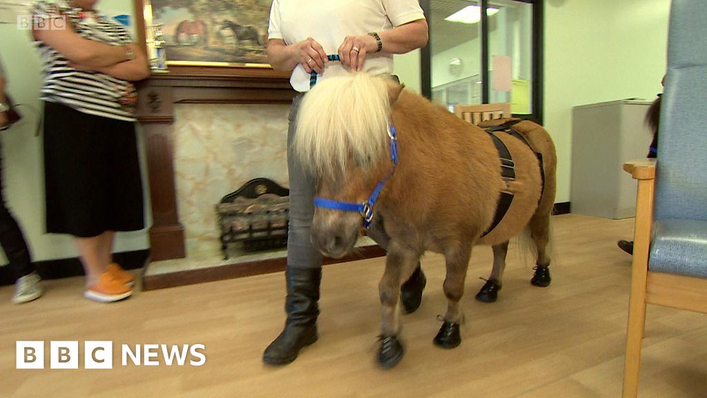 Therapy ponies visit a dementia hospital BBC News