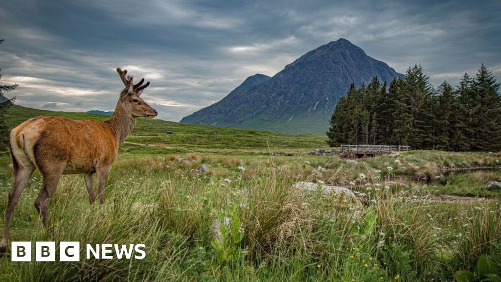 Covid lockdowns had little impact on deer collisions