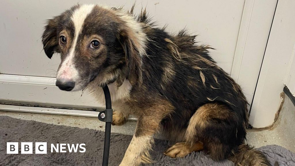 Man Jailed For Cruelty To Dogs Found In Appalling Conditions