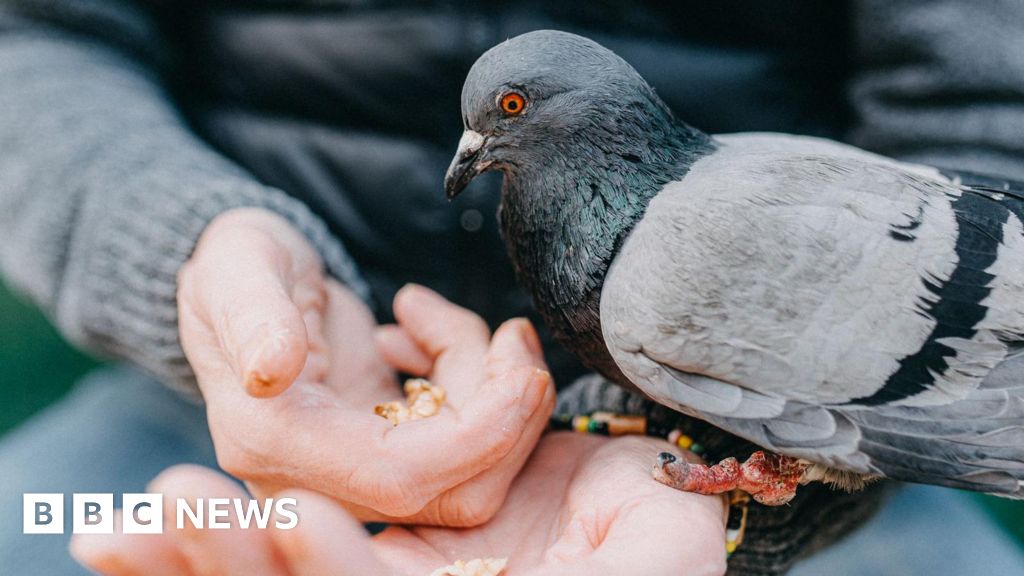 Hertfordshire towns plan £100 fine for feeding pigeons