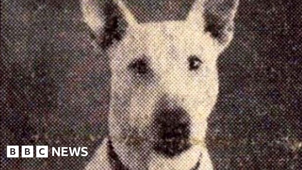 heroic-world-war-two-dog-peggy-to-be-honoured-73-years-after-death