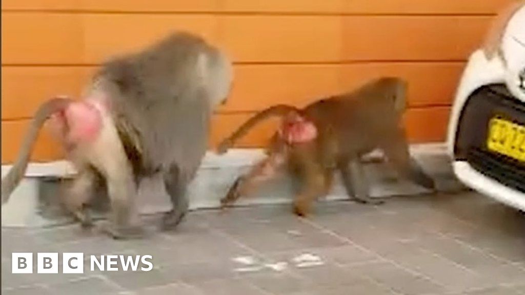 Sydney baboons go on the run before vasectomy