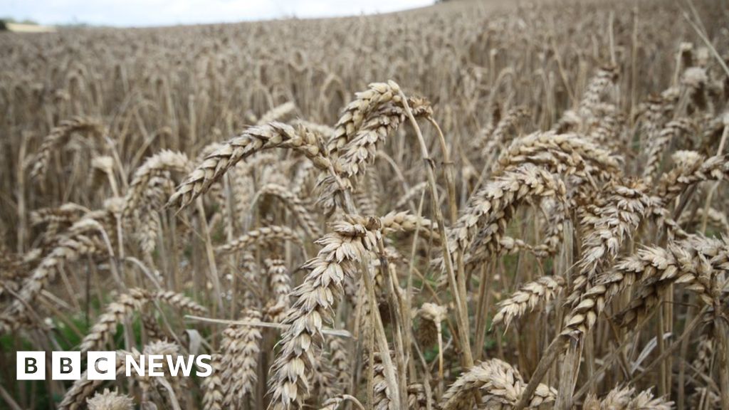 Bread price may rise after dire UK wheat harvest