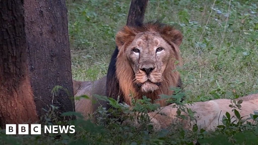 How doctors saved a lion from going blind