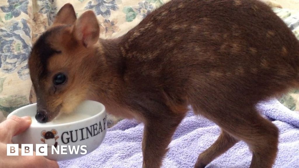 Baby deer doing well after being found by Labrador - BBC News