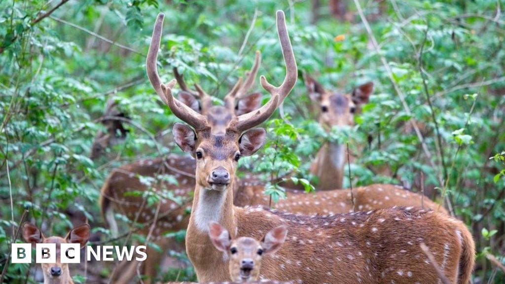 Paraguayan soldier killed by deer at presidential palace