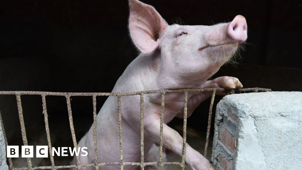 African swine fever: Fears rise as virus spreads to Indonesia