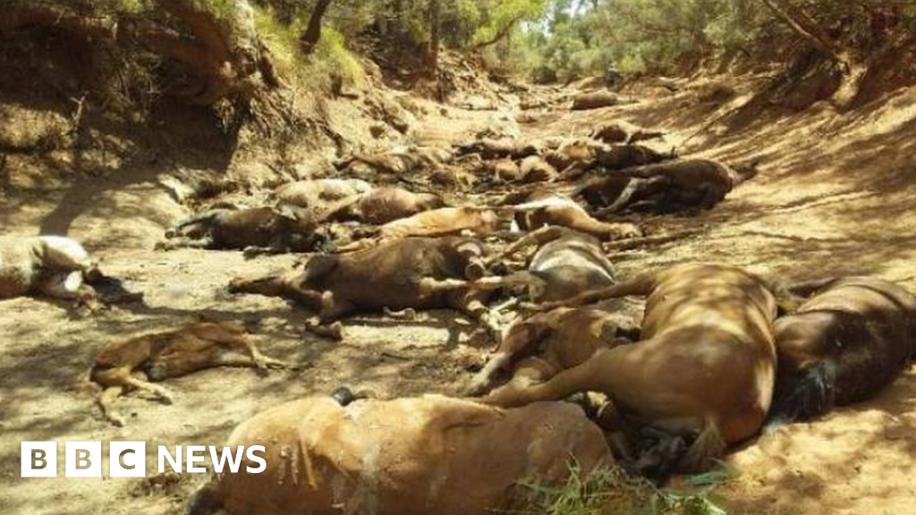 Mass death of wild horses in Australia heat