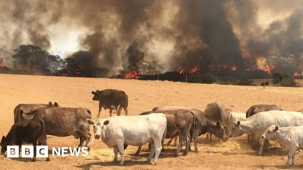 Australia bushfires: Residents stranded as fires escalate