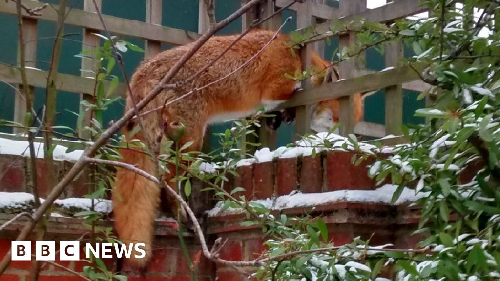 Not-so-fantastic fox in Essex fence rescue - BBC News